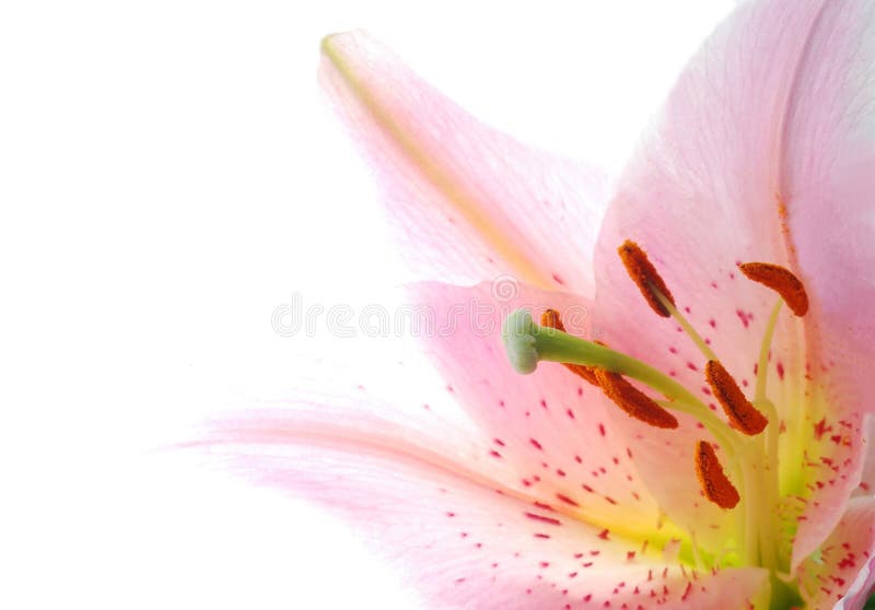 Pink Lily Flower.Closeup of Lily Spring Flowers. Beautiful Lily Flower
