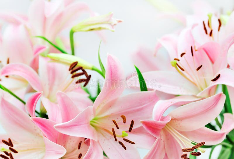 Pink lily background stock photo. Image of lily, pink 6517408