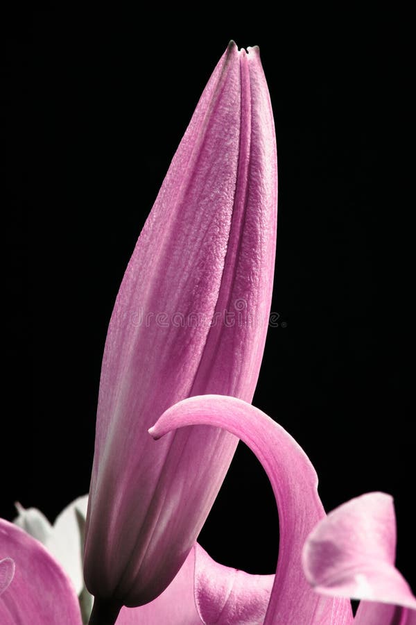 Pink Lily Closed Bud Closeup on a Black Background Stock Photo Image