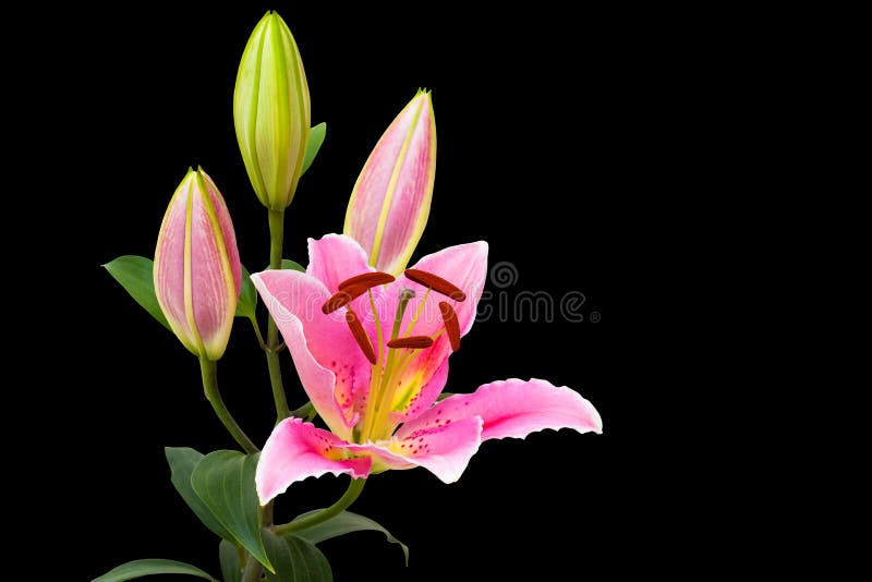 Pink Lily Flower