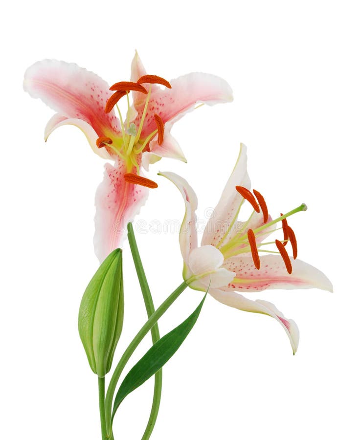 Pink lily flower stock photo. Image of flavor, floral - 26900624