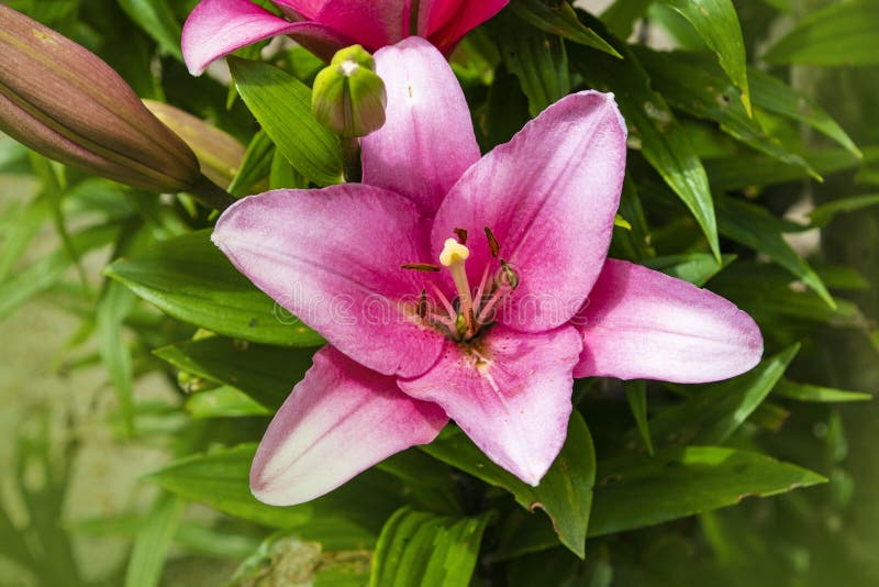Pink Lily Flower. Beautiful Lily Flower in the Garden Stock Image ...