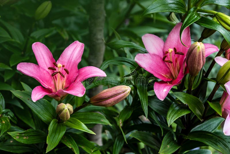 Pink Lily Flower. Beautiful Lily Flower In The Garden. Lily Lilium ...