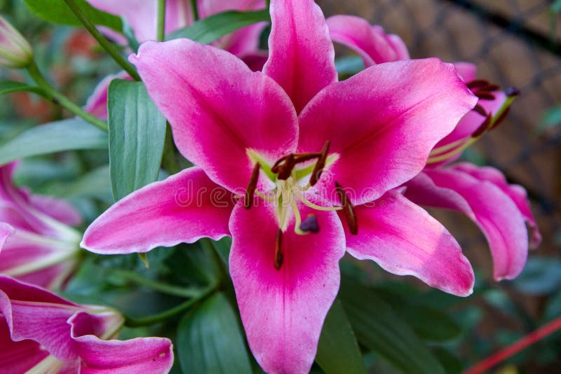 Pink lily flower