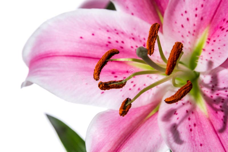 Pink Lily flower detail