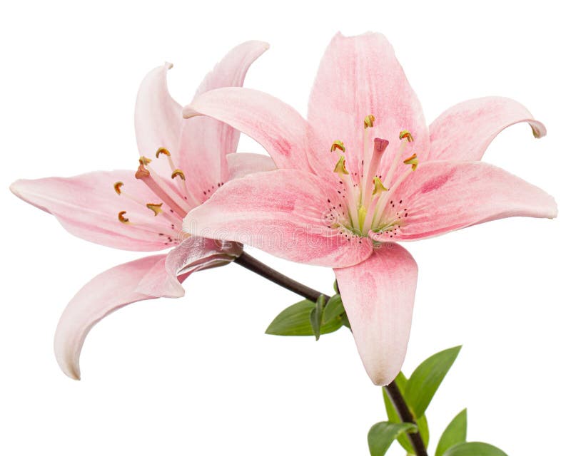 Pink Lily Flower, Isolated on White Background Stock Photo Image of