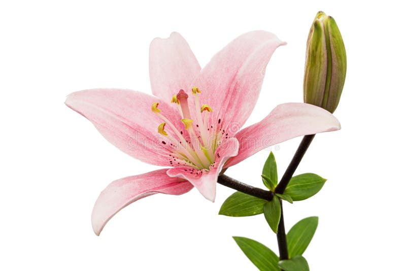 Pink Lily Flower, Isolated on White Background Stock Image Image of