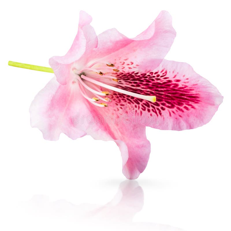 Pink Lily Flower on White Background Stock Photo Image of beautiful