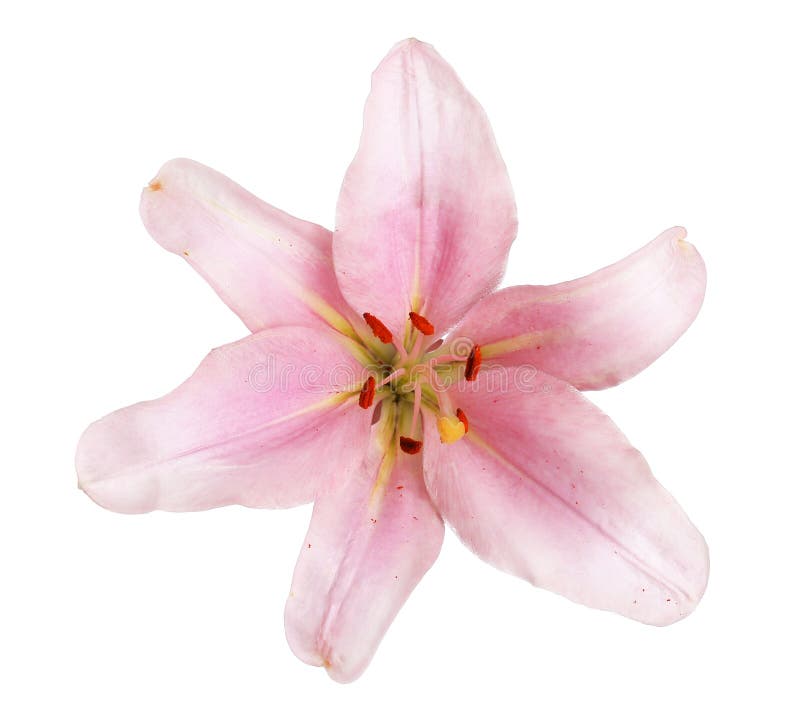 pink lily flower isolated on white