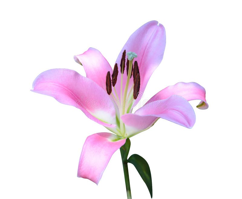 Pink Lily Flower Isolated on White Stock Image Image of garden