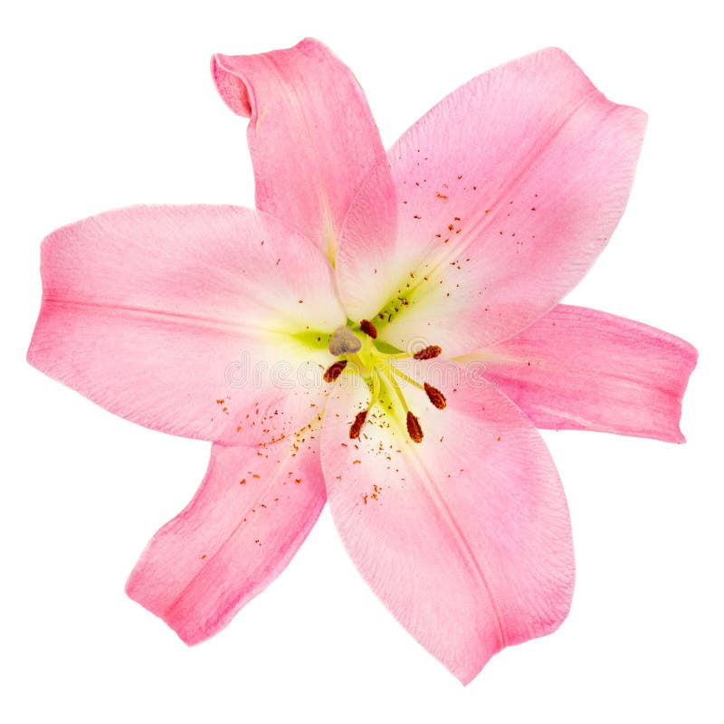 Pink Lily Flower Isolated on White Background. Beautiful Tender Lilly