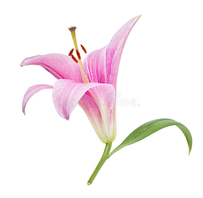 Pink Lily Flower Isolated on White Background Stock Photo Image of