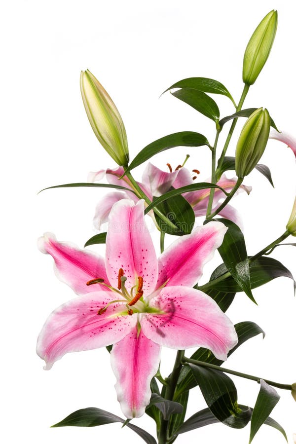 Pink Lily flower