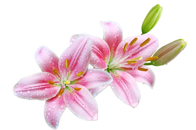 Transparent Pink Lily