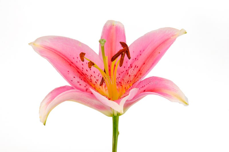 Pink Lily isolated on white