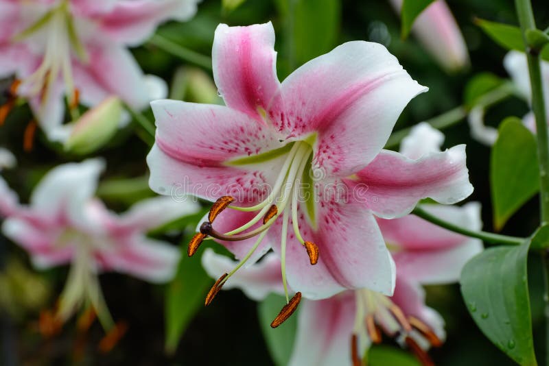 Pink lily. Summer flower stock image. Image of blooming 77053231