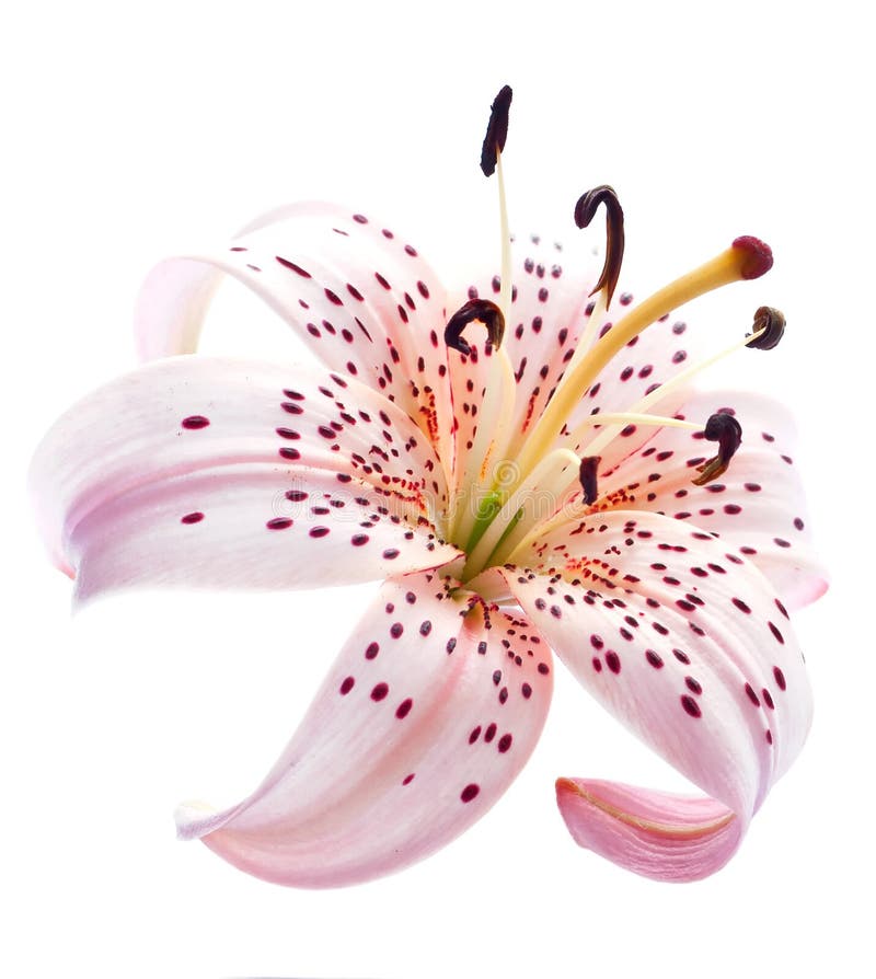 Pink lily on white