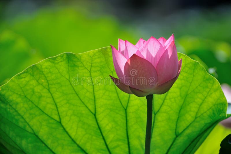 Pink lotus