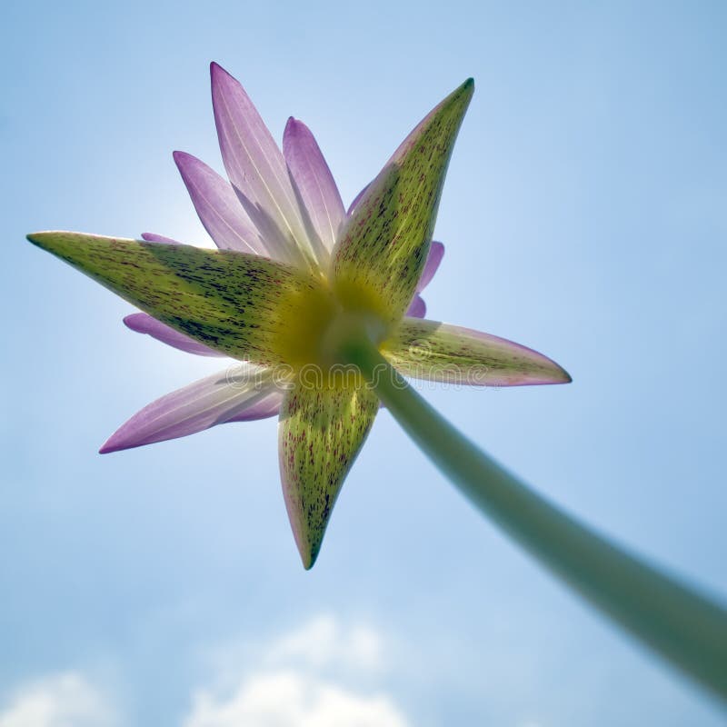 Pink lotus