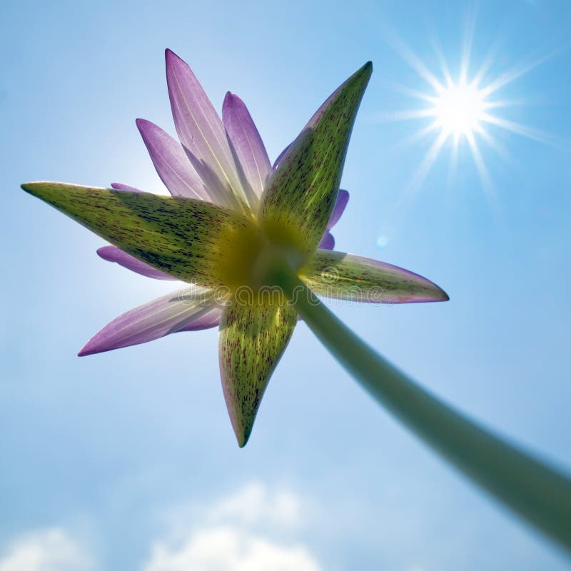 Pink lotus