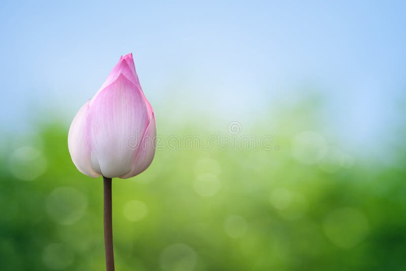 Pink lotus