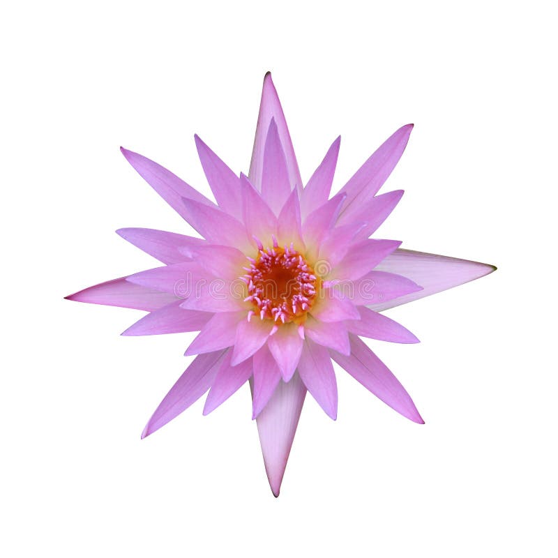 Pink lotus