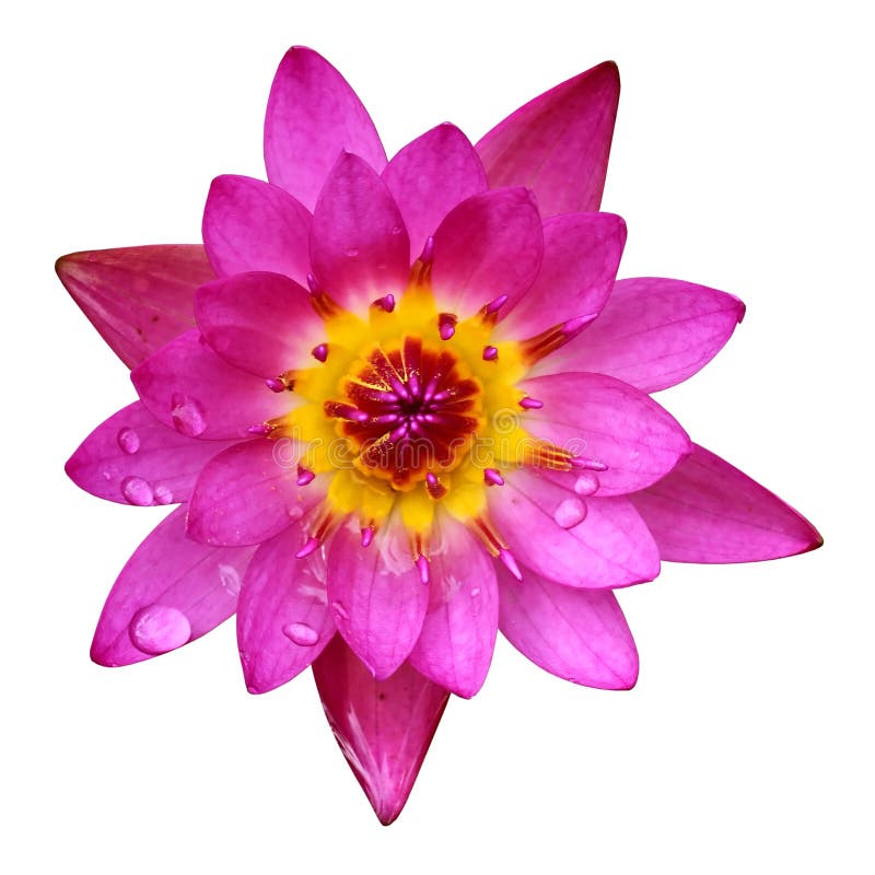 PInk Lotus