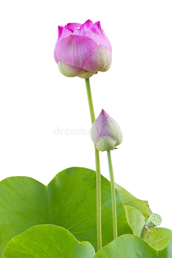 Pink lotus