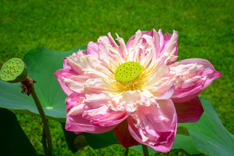 Pink lotus blossom blooming in pond, dharma concept stock photography Pink lotus blossom blooming in pond, dharma concept stock photography