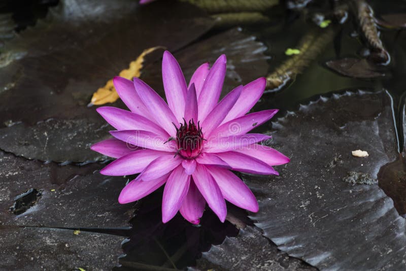 1,227 Lotus Flower Above Stock Photos - Free & Royalty-Free Stock Photos  from Dreamstime