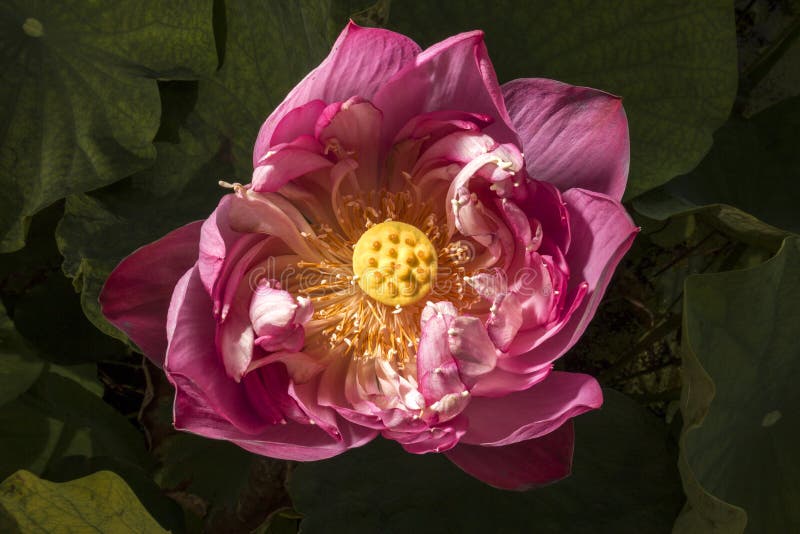 Lotus Flower Lotus Center Plants Stock Photos Free & RoyaltyFree