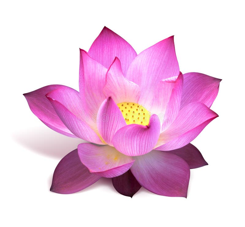 Pink lotus flower