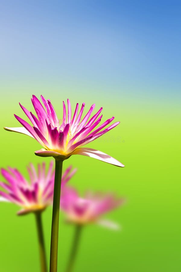 Pink lotus flower