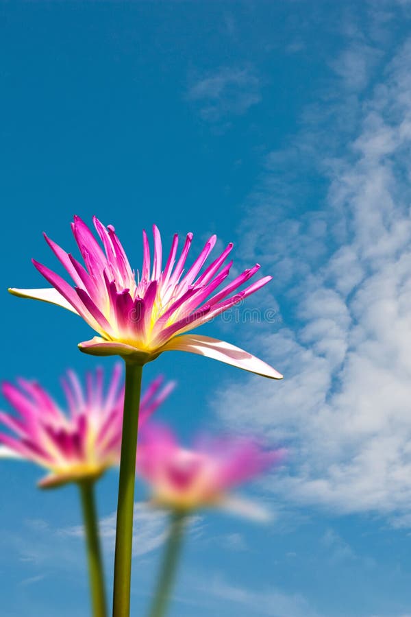 Pink lotus flower