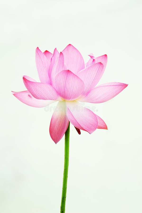 Pink Lotus flower stock images