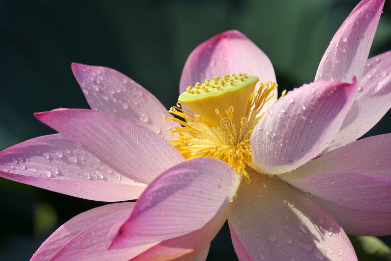 Pink Lotus Flower