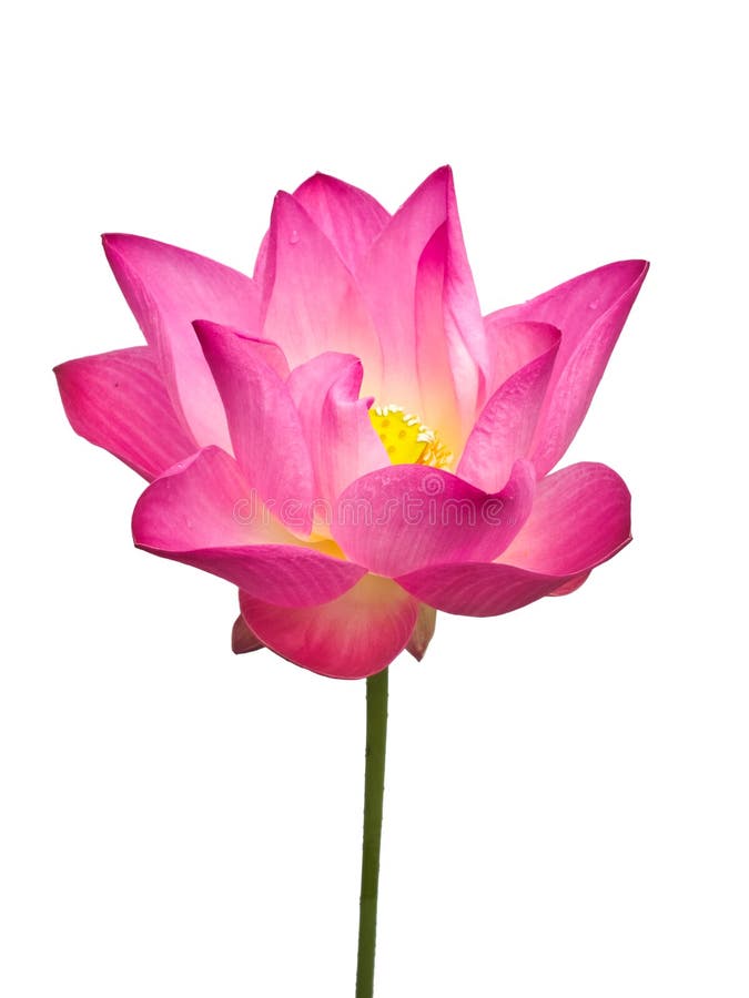 Pink lotus flower stock image. Image of ornamental, closeup 33509037