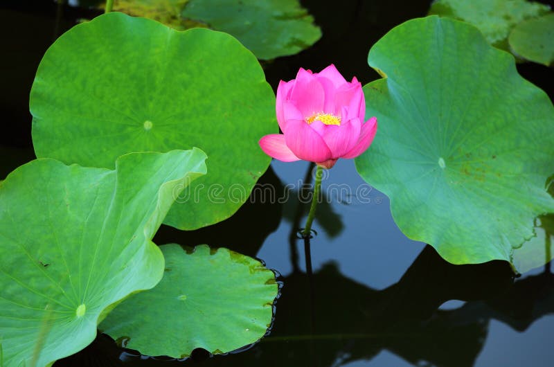 A pink lotus flower blooming among lush leaves in a pond with reflections on the smooth water