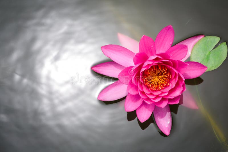 Pink lotus flower blossom