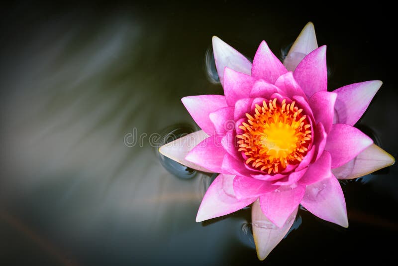 Pink lotus flower blossom