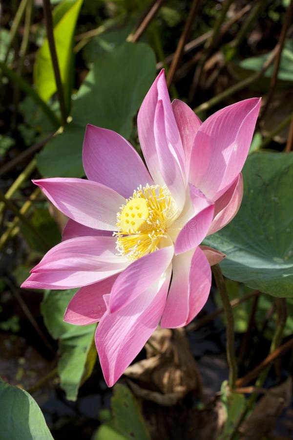 Pink lotus flower close up