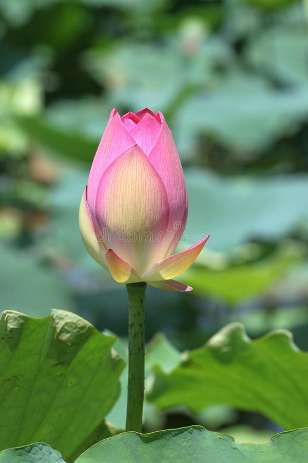 Lotus Flower And Lotus Flower Plants Stock Photo Image of nature