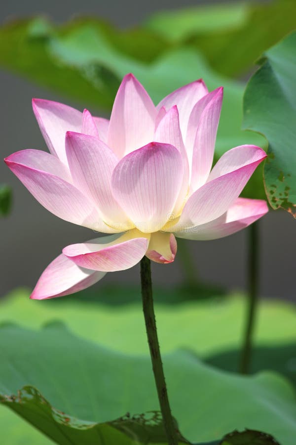 A Pink Lotus Flower at Lotus Field Pond Stock Image Image of petal