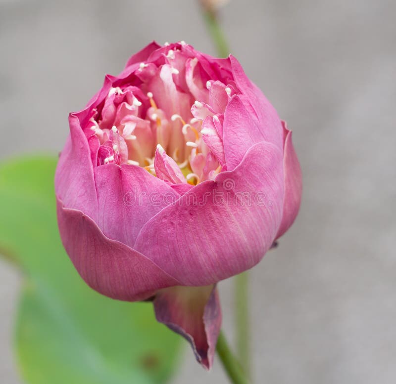 Pink lotus flower stock photo. Image of foliage, bloom 46425538