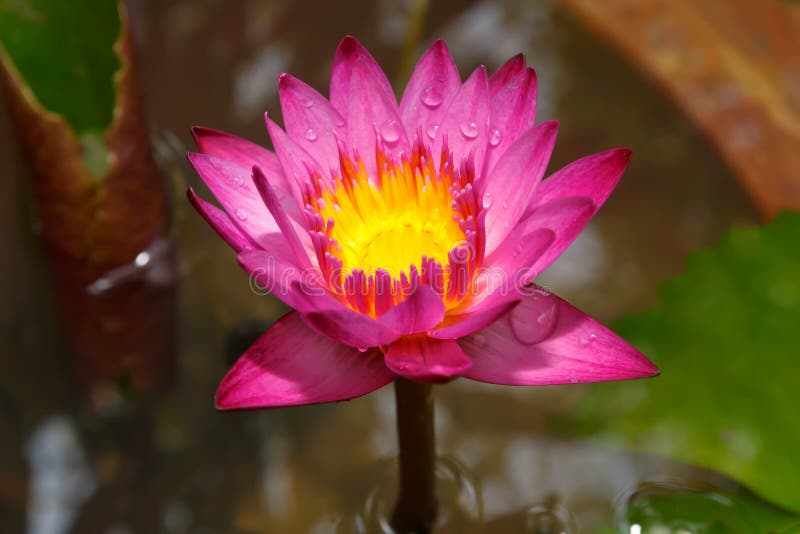 Pink Lotus Flower in Garden Stock Image Image of leave, elegance