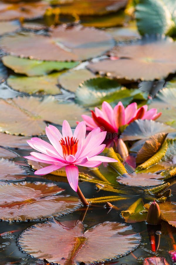 Pink lotus flower in lake stock image. Image of light 250308661