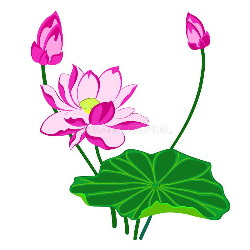 Pink Lotus Flower stock vector. Illustration of herb 56035033