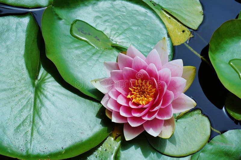 Pink Lotus Flower and Lily Pads in Pond