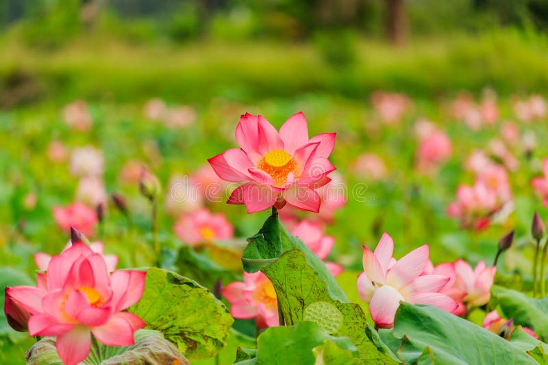 Pink Lotus flower and Lotus flower plants. royalty free stock photography Pink Lotus flower and Lotus flower plants. royalty free stock photography