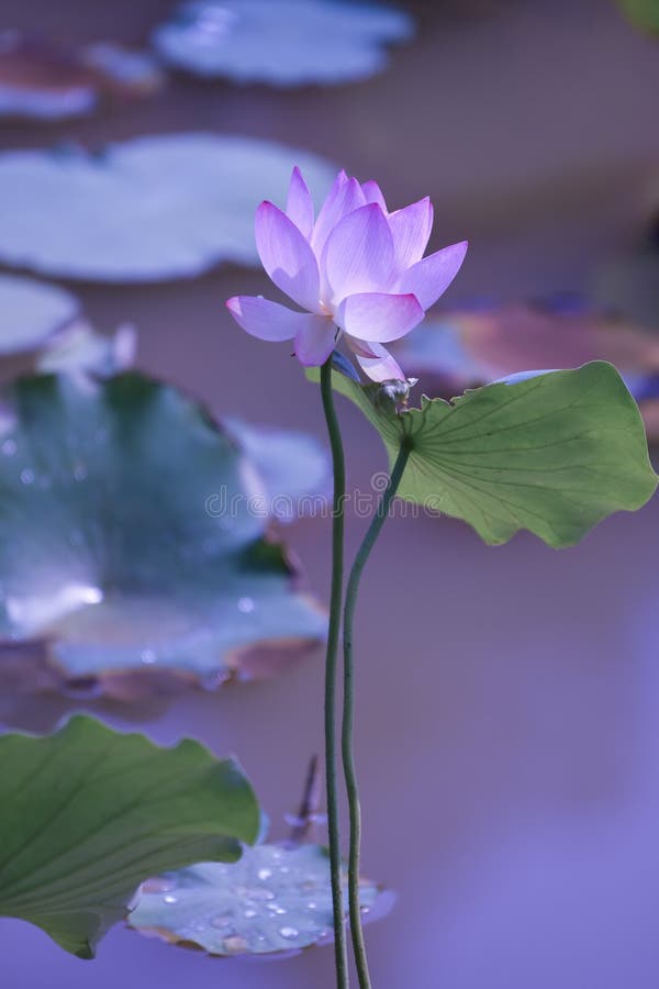 Flower in My Dream, Light Green Background Stock Photo Image of